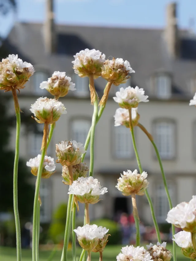 Ville Bague - Journée des plantes et gourmandises