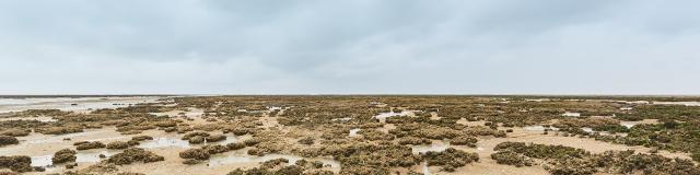 Sortie Nature Sur Le Banc Des Hermelles Cherrueix Alexandre Lamoureux 216