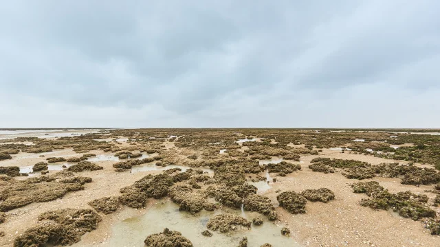 Sortie Nature Sur Le Banc Des Hermelles Cherrueix Alexandre Lamoureux 216