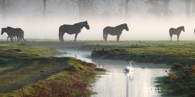 Chevaux Dans La Brume Marais De Sougeal Sougeal Brigitte Nicolas Haugeard 3513