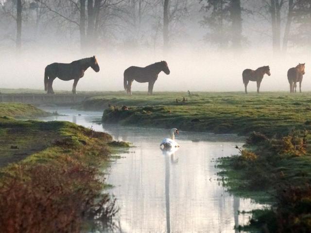 Chevaux Dans La Brume Marais De Sougeal Sougeal Brigitte Nicolas Haugeard 3513