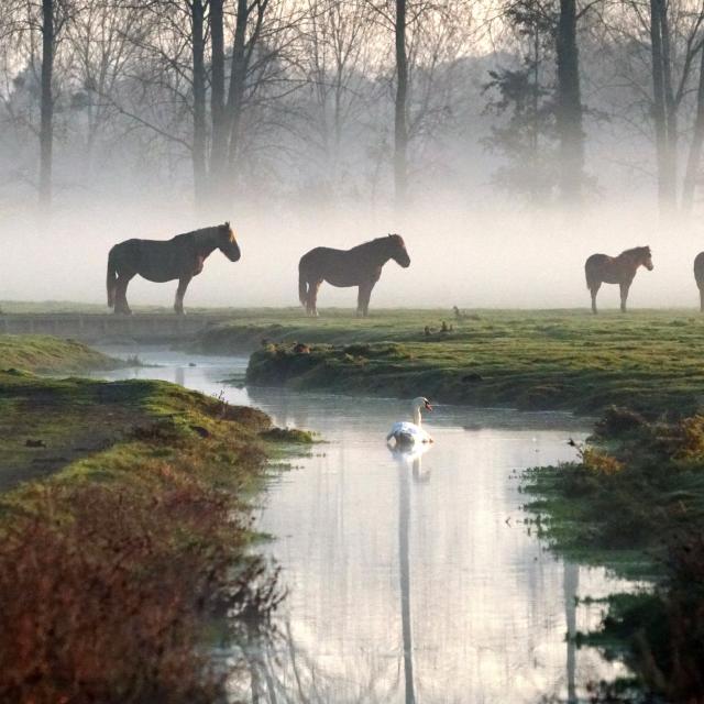 Chevaux Dans La Brume Marais De Sougeal Sougeal Brigitte Nicolas Haugeard 3513