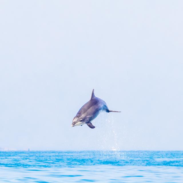 Dauphin_-_Bucht_von_Mont_Saint-Michel_-_Cancale-Loic_Lagarde-668