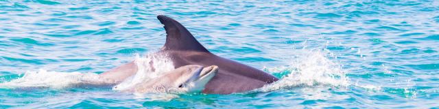 Dauphin_et_son_petit_-_Baie_du_Mont_Saint-Michel_-_Cancale-Loic_Lagarde-671-1200px