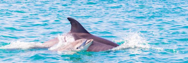 Dauphin_et_son_petit_-_Baie_du_Mont_Saint-Michel_-_Cancale-Loic_Lagarde-671-1200px