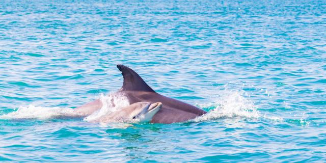 Dauphin Et Son Petit Baie Du Mont Saint Michel Cancale