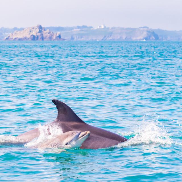 Dauphin_et_son_petit_-_Baie_du_Mont_Saint-Michel_-_Cancale-Loic_Lagarde-671-1200px
