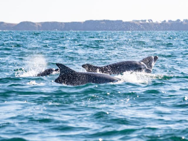 Dauphins-Yann_Langevin-7671