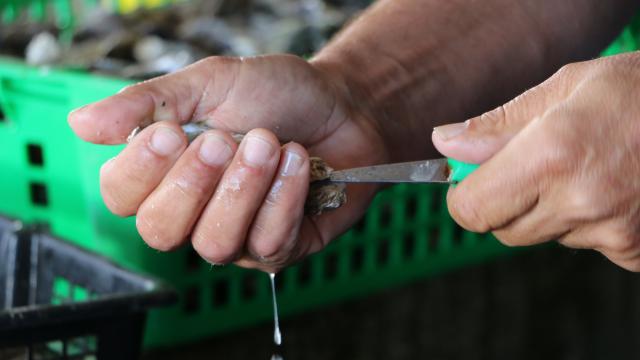 Scea Fine De Cancale Saint Méloir Des Ondes