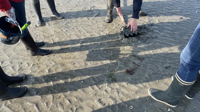 Eductour Sortie Pêche à Pied Maison De La Baie