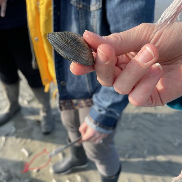 Eductour Sortie Pêche à Pied Maison De La Baie