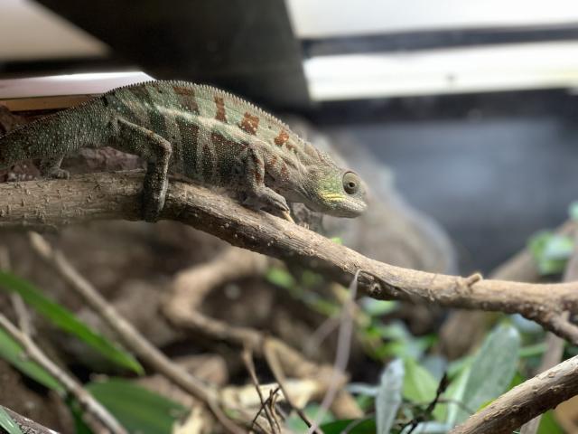 Micro_Zoo_-_Saint-Malo-SMBMSM-1939