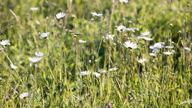 Champ_pres_de_St_Suliac-Stephane_Maillard-13766