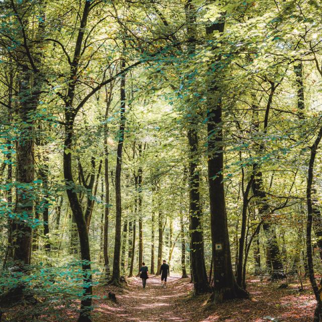 Foret De Tresse Le Tronchet