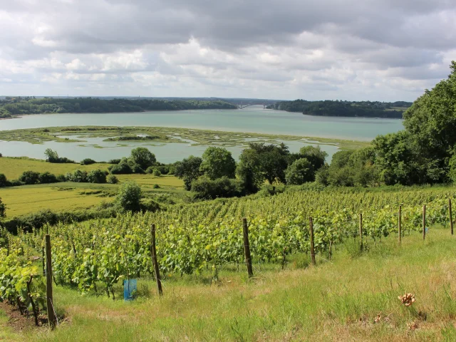Vignes du Mont Garrot et camp Vikings