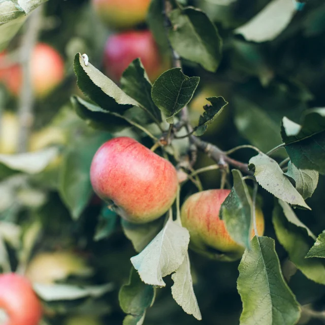 photographie pomme