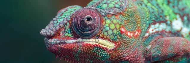 Micro Zoo Cameleon Saint Malo