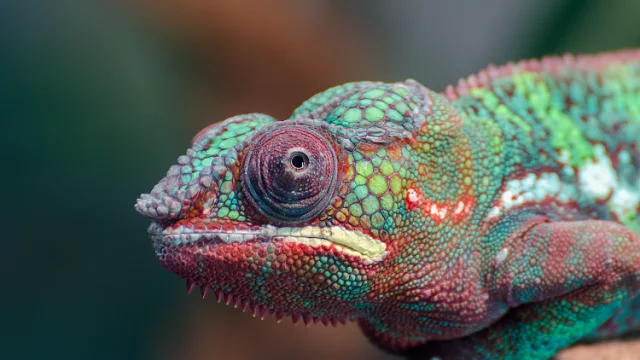 Micro Zoo Cameleon Saint Malo