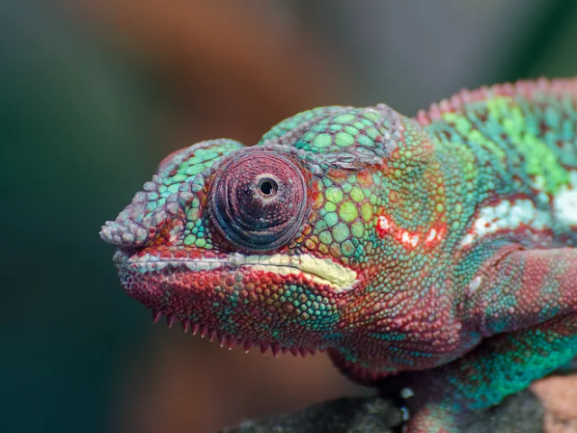 Micro dierentuin kameleon Saint Malo