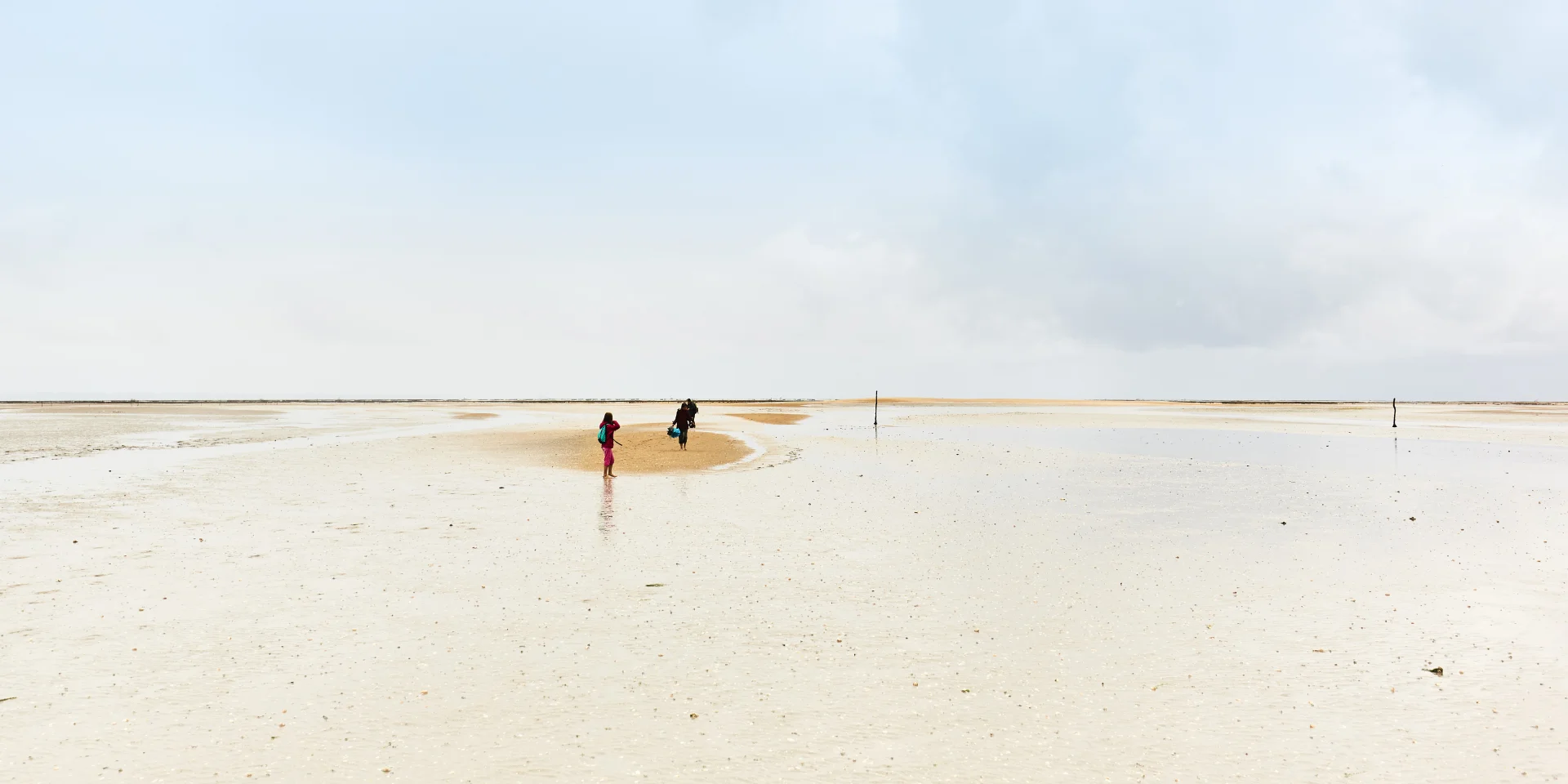 Sortie Nature Sur Le Banc Des Hermelles Cherrueix Alexandre Lamoureux 14353