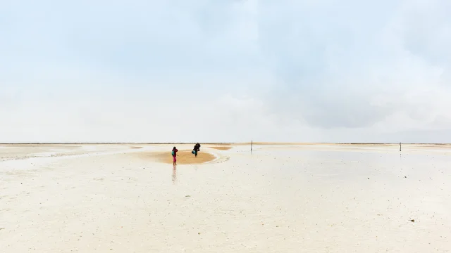 Sortie Nature Sur Le Banc Des Hermelles Cherrueix