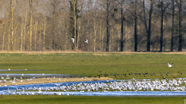 Marais de Sougeal, observation des oiseaux