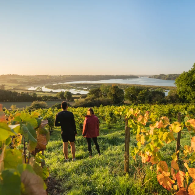Vignes Du Clos Garrot Saint Suliac Thibault Poriel 5197 1200px